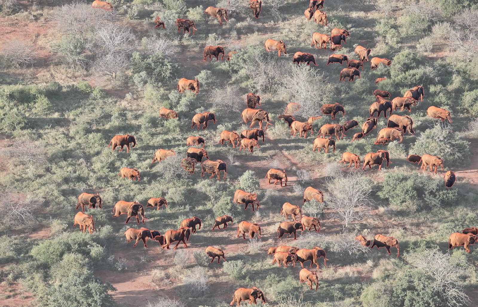 Aerial photograph of a savanna elephant herd; every elephant is cut out in full color by its segmentation mask against a muted background, each rimmed in terracotta