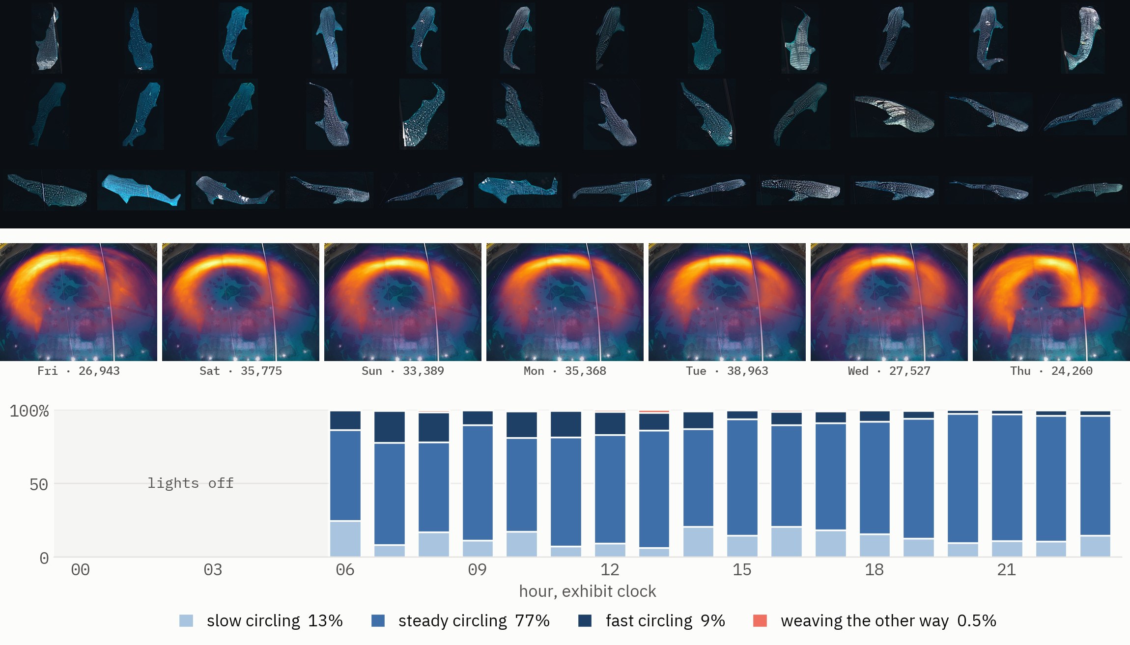 Three bands: a wall of whale shark masks each cut out by its own polygon; seven daily long-exposure maps showing the same worn route on every day of the week; and a stacked bar chart of how each hour is spent between slow, steady and fast circling