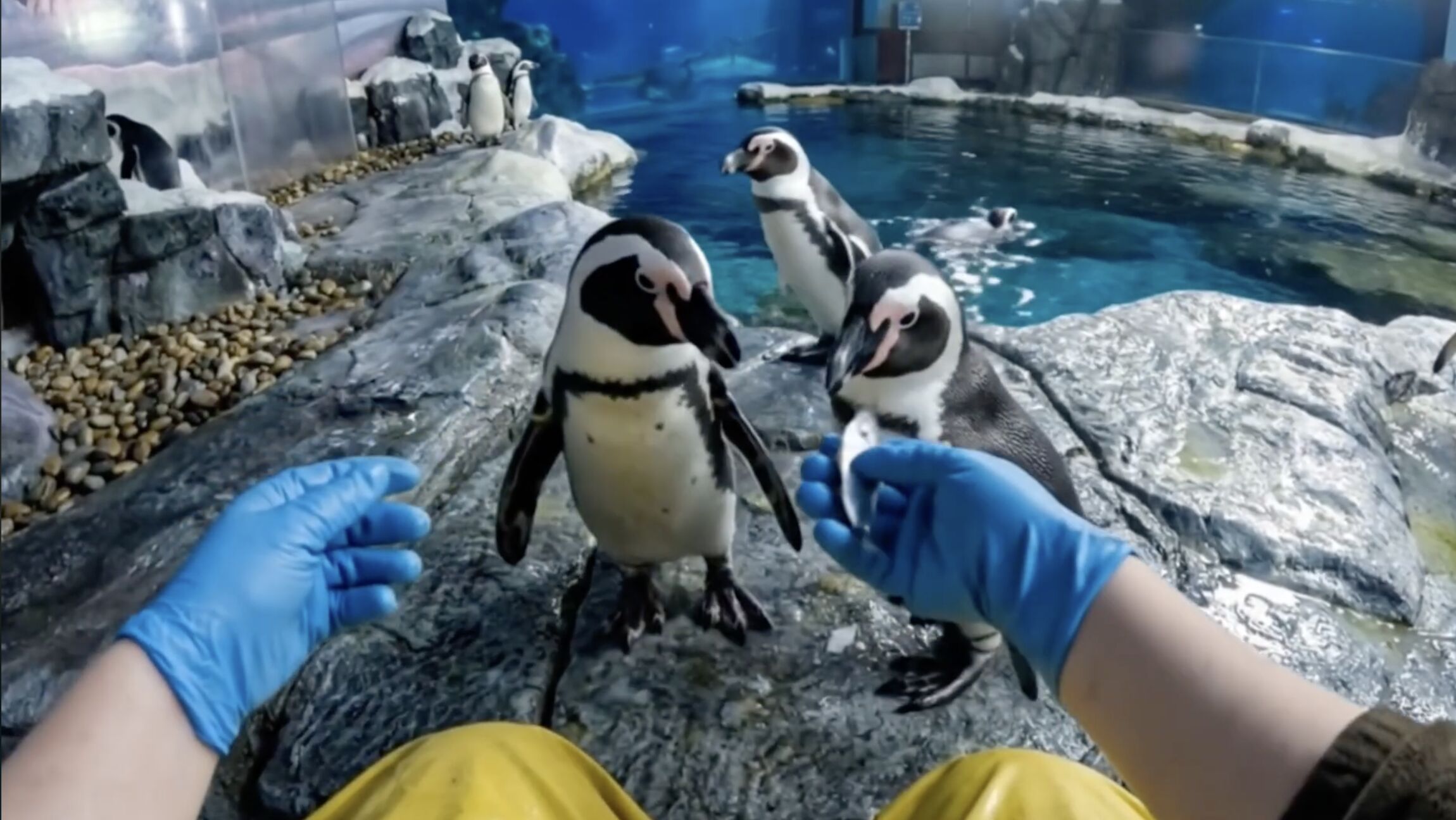 First-person view through smart glasses during a penguin feed: the keeper's gloved hands in front, the colony gathered on the rocks at the pool's edge